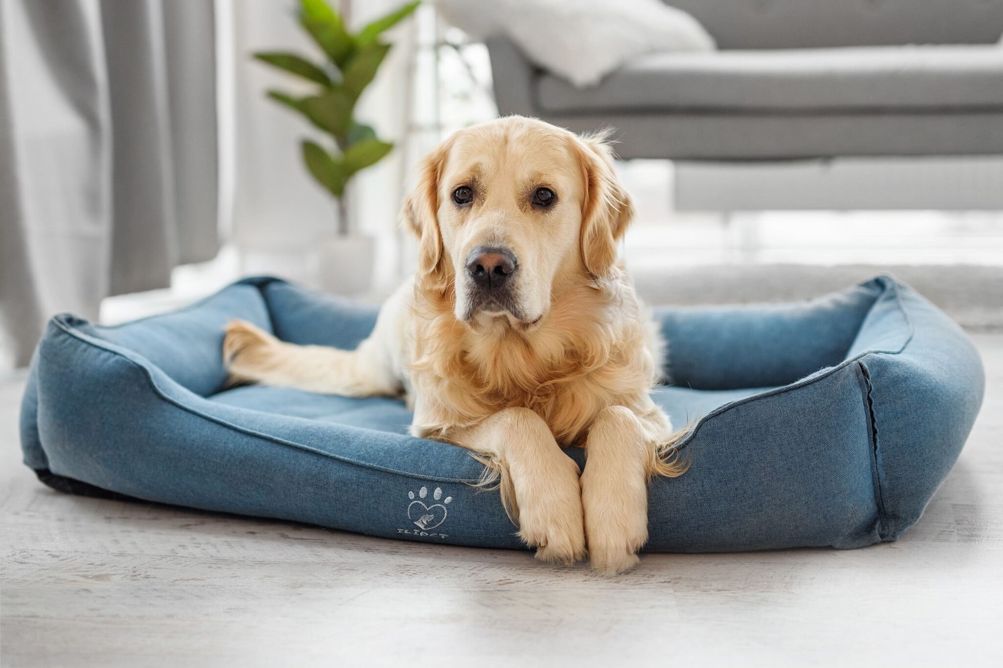 Ilipet Premium Comfort